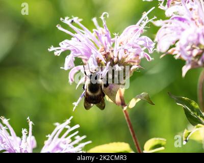 Une abeille commune de l'est, bombus impatiens, boit le nectar des fleurs de bergamote sauvage dans un parc de l'ouest du Wisconsin. Banque D'Images