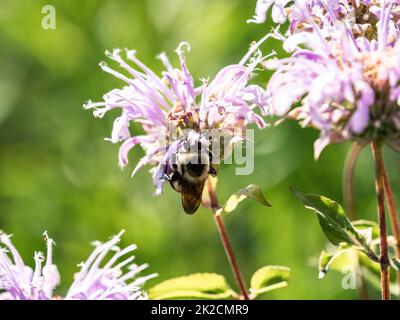 Une abeille commune de l'est, bombus impatiens, boit le nectar des fleurs de bergamote sauvage dans un parc de l'ouest du Wisconsin. Banque D'Images