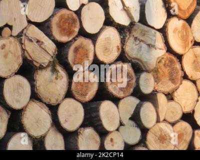 logs of wood trees cut industry firewood deforestation Stock Photo