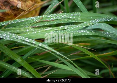 Gros plan sur les lames horizontales de l'herbe avec la rosée chute nature arrière-plan Banque D'Images