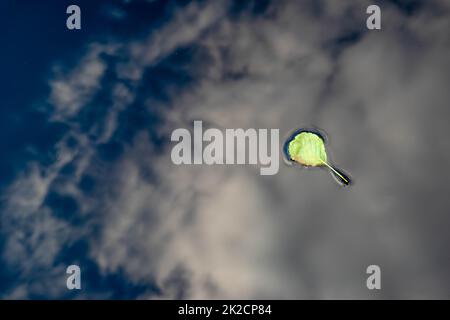 Feuille surréaliste flottant dans l'étang avec ciel nuageux réfléchi Banque D'Images