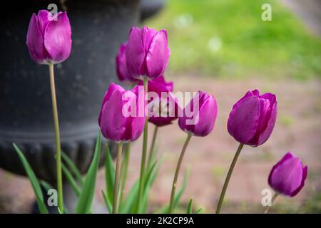 Vue latérale des tulipes roses magenta et des longues tiges par l'urne du cimetière Banque D'Images