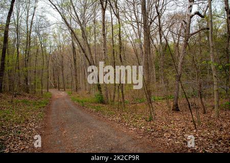 Chemin à travers une scène boisée du début du printemps avec des arbres en herbe Banque D'Images