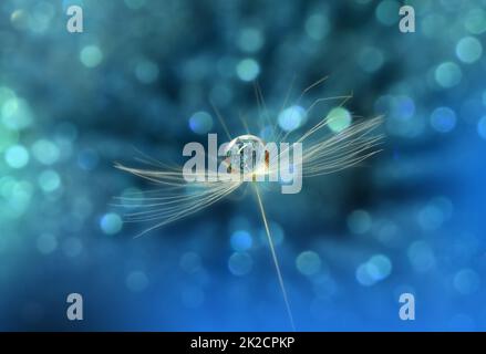 Magnifique arrière-plan nature.Design d'art floral.Abstract Macro Photography.pastel Flower.Dandelion Flowers.Blue Background.Creative Artistic Wallpaper.invitation de mariage.Celebration,Love.Close View.Water Drops.paisible arrière-plan naturel. Banque D'Images