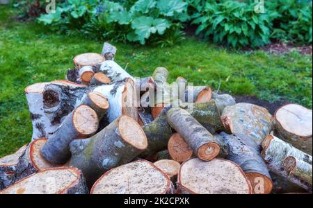 Bois récolté. Bois nouvellement récolté - prêt à l'emploi comme bois de chauffage. Banque D'Images