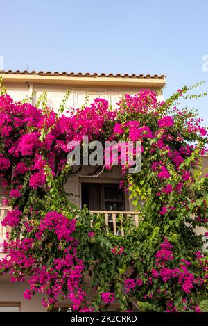 Bougainvilliers rouges grimpant sur le mur de la maison à Rethymnon, Crète Banque D'Images