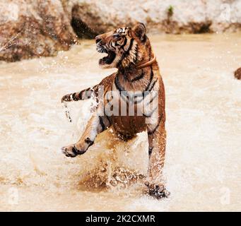 Un tigre amusant qui éclabousse. Le tigre éclabousse dans l'eau. Banque D'Images