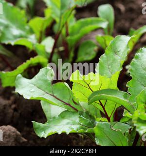 Les jeunes betteraves vert sur les plans d'un chemin dans le potager Banque D'Images