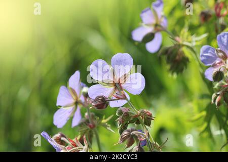 Fond d'été .fleur de pratense de géranium bleu. Géranium pratense connu sous le nom de la grue de prairie-bec ou géranium de prairie Banque D'Images