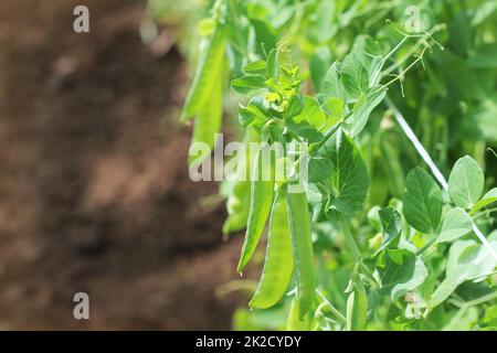 Les gousses de pois vert sur champ agricole. Arrière-plan de jardinage de plantes vertes Banque D'Images