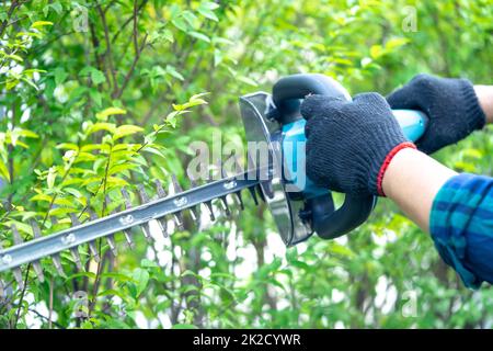 Jardinier tenant un taille-haie électrique pour couper la cime dans le jardin. Banque D'Images