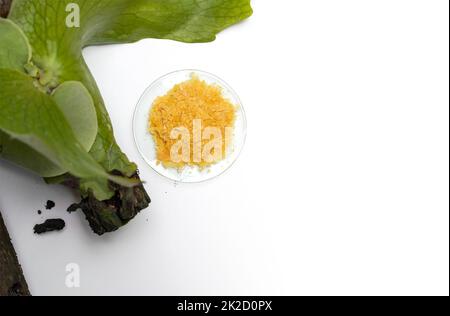 Cire de Carnauba biologique dans le verre de surveillance chimique place près de Platycerium stemaria fougères sur table blanche. Vue de dessus Banque D'Images