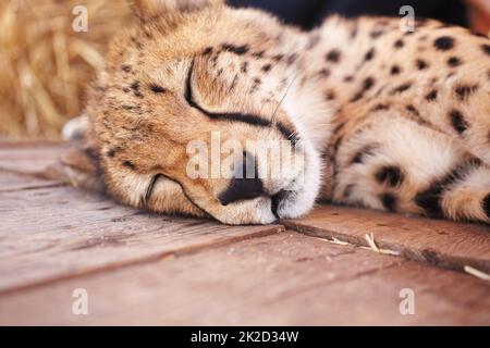 Permet des garder en sécurité. Portrait d'un mignon petit guépard en voie de disparition (acinonyx jubatus) dormant paisiblement. Banque D'Images