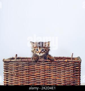 Ce qui coute qu'un chaton Un chaton dans un panier. Studio photo d'un adorable chaton tabby assis dans un panier. Banque D'Images