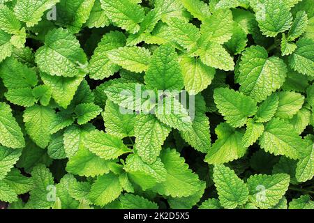 Plantes de menthe verte fraîche de la croissance dans la zone Banque D'Images