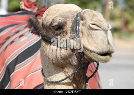 Dromadaire Camel sur la rue près de Jericho. Israël Banque D'Images