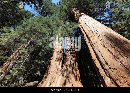 Arbres géants de Sequioa dans le parc national de Sequioa. Californie. ÉTATS-UNIS Banque D'Images