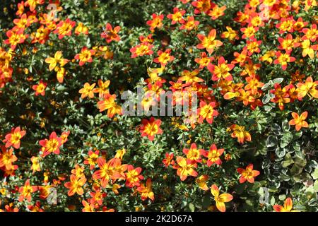 bur marigold en fleurs dans le jardin Banque D'Images