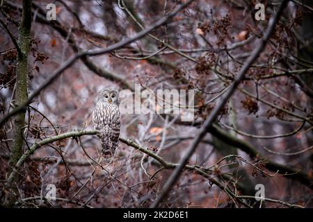 Hibou ural assis sur une branche dans la forêt cachée grâce à ses plumes Banque D'Images