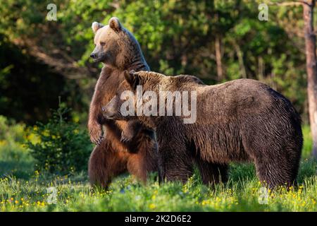 Deux ours bruns debout en forêt au printemps Banque D'Images