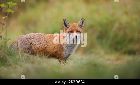 Renard roux debout sur les prairies en automne avec espace de copie Banque D'Images