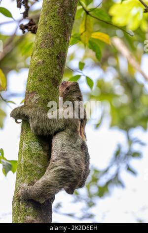 Paresseux à gorge pâle, la Fortuna, faune du Costa Rica Banque D'Images