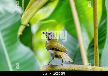 saltator à gorge de pêche - Saltator maximus, la Fortuna, Arenal, Costa Rica. Banque D'Images