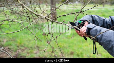 Un agriculteur coupe une branche d'un arbre avec un sécateur, la saison de printemps, la coupe de plantes, l'agriculture et le jardinage Banque D'Images