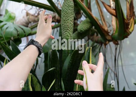 Une main tenant une plante Banque D'Images