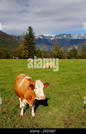 Pâturage avec des vaches sous les Alpes autrichiennes à proximité de Bischofshofen Banque D'Images