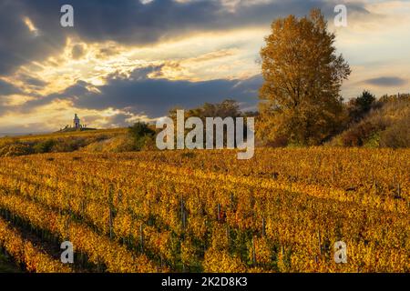 Vignoble d'automne près de Velke Bilovice, Moravie du Sud, République tchèque Banque D'Images