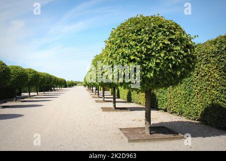 Allée droite avec arbres bordés de cercles sur les côtés avec ciel bleu au printemps. Rangées d'arbres dans la ruelle du parc avec sentiers Banque D'Images