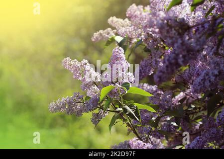 Branche de rose lilas dans un jardin, parc. Belle floraison de fleurs lilas au printemps. Concept de printemps Banque D'Images