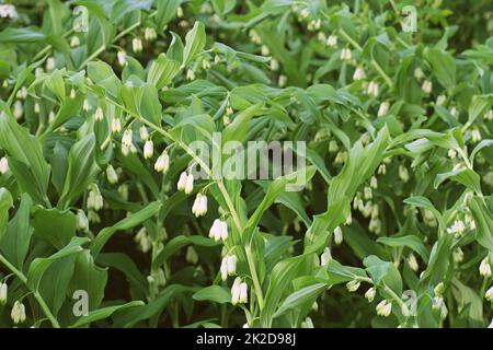 Fleurs blanches de Salomon s Seal du genre Polygonatum Banque D'Images