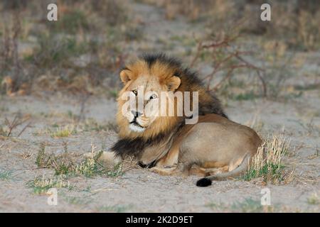 Grand lion africain masculin reposant Banque D'Images