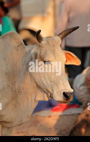 Brahman portrait de vache - Inde Banque D'Images