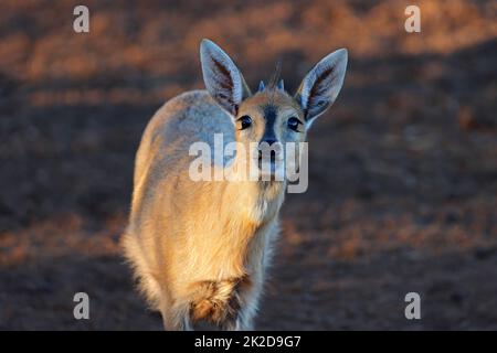 Portrait commun de duiker - Afrique du Sud Banque D'Images