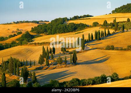 Cipressi di Monticchielo, paysage toscan typique près de Montepulciano, Italie Banque D'Images