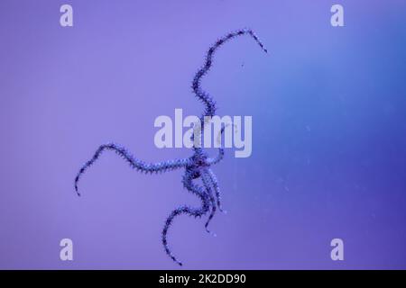 Une étoile de serpent avec ses six tentacules sur le panneau d'un aquarium marin. Banque D'Images