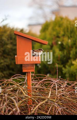 Portrait, gros plan d'un moineau sur un chargeur, songbird. Banque D'Images