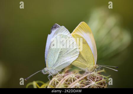 Une paire de papillons blancs de chou qui s'accouplent sur une plante. Banque D'Images