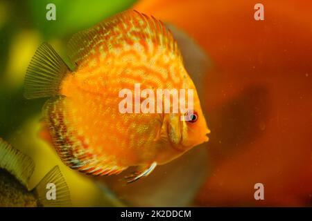 Portrait d'un discus dans l'aquarium, le poisson discus appartient aux cichlidés. Banque D'Images