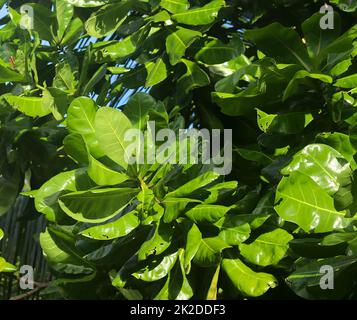 Magnifiques photos vertes de feuilles de plantes tropicales prises sur les îles Seychelles Banque D'Images