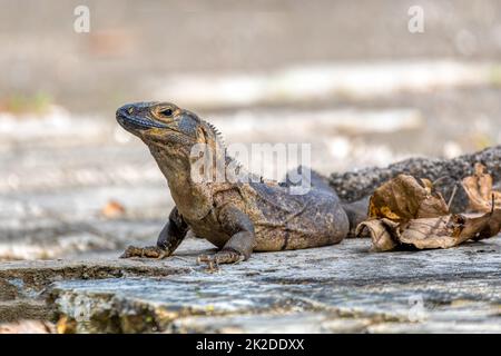 Iguana à queue épineuse noire (Ctenosaura similis), parc national de Carara, faune du Costa Rica Banque D'Images