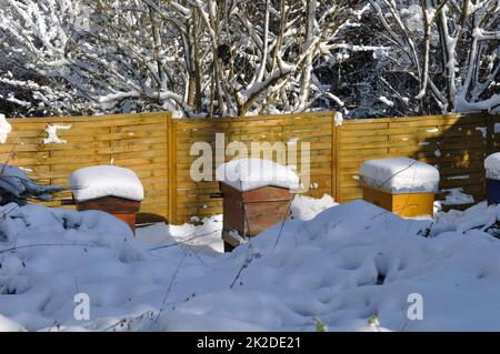 Ruches sous la neige en Bretagne Banque D'Images