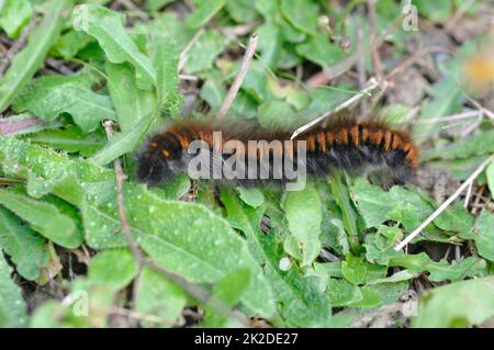 chenille de fox moth sur l'herbe Banque D'Images