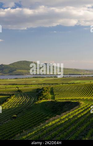 Vignobles printaniers sous Palava près de Sonberk, Moravie du Sud, République tchèque Banque D'Images