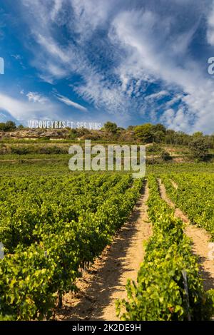 Vignoble typique près de Vacqueyras, Côtes du Rhône, France Banque D'Images