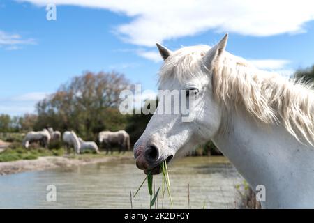 Chevaux blancs en Camargue Banque D'Images