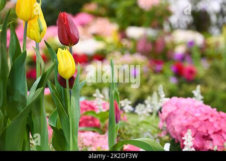 Fleurs de tulipes rouges et jaunes sur fond de jardin de fleurs floues et colorées. Banque D'Images